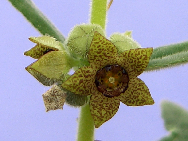 brachystelma dinteri 1860