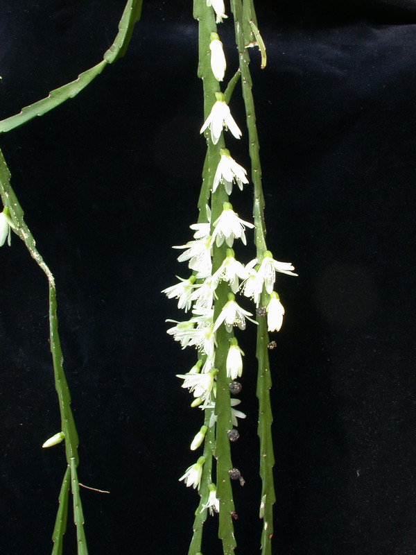 rhipsalis warmingiana03 31
