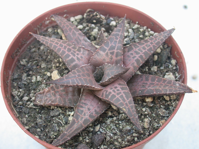 haworthia batesiana ha100 22