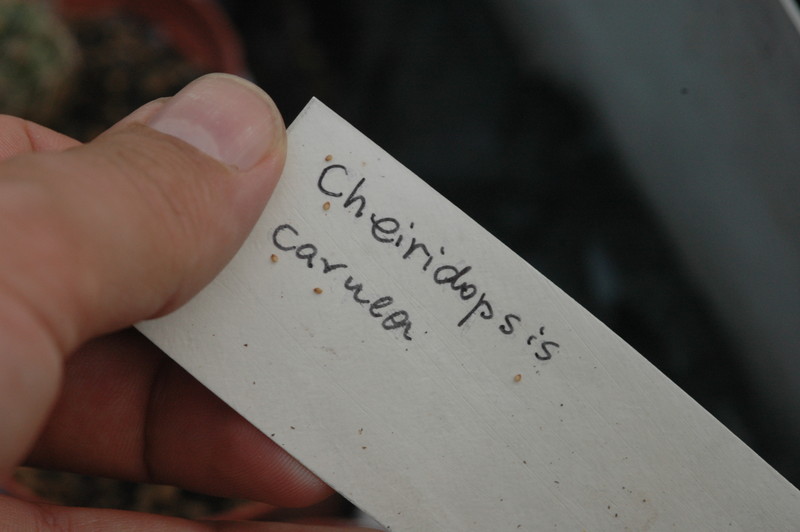 cheiridopsis carnea 05