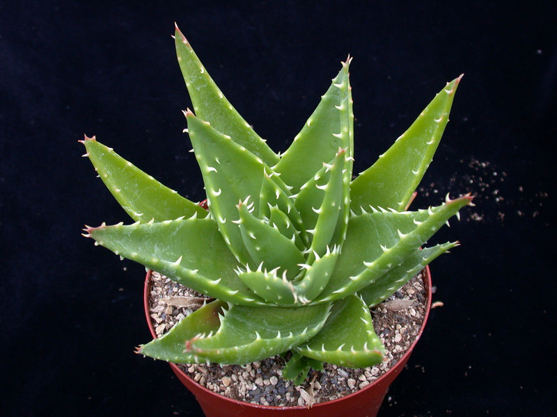 aloe mitriformis 01