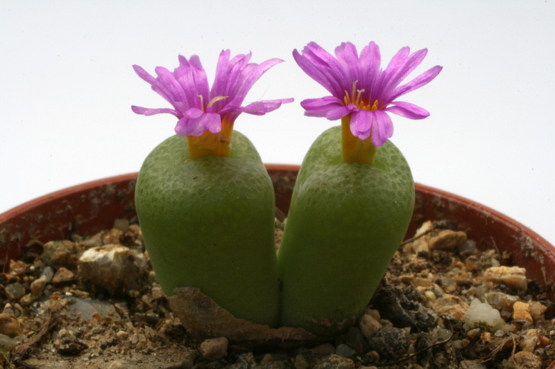 conophytum hermarium sh565 3004