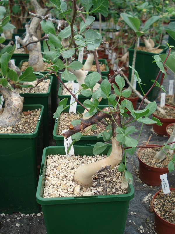 commiphora kataf 02