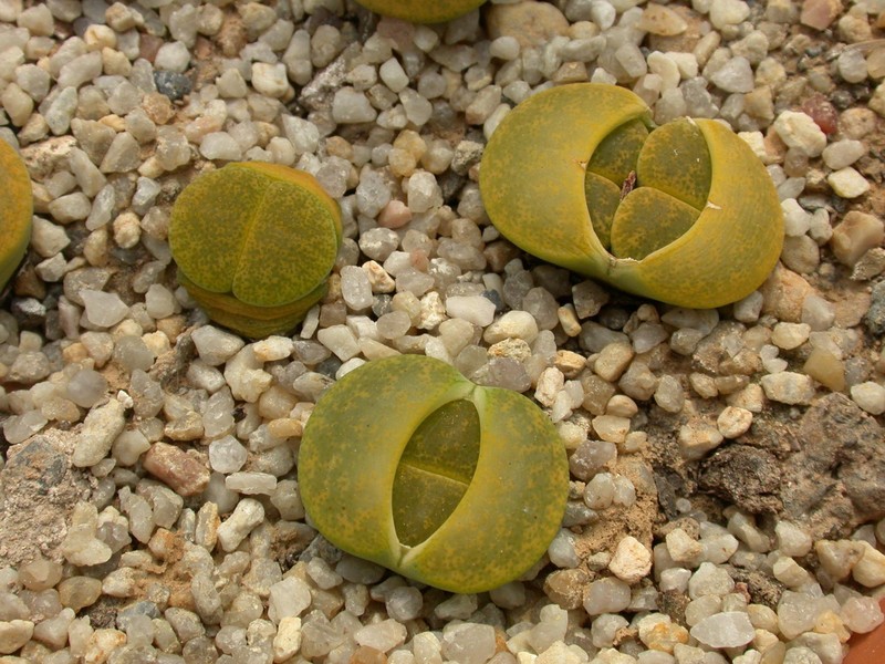 lithops lesliei storms albinig1