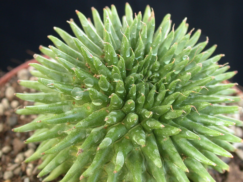 euphorbia suzannae 05