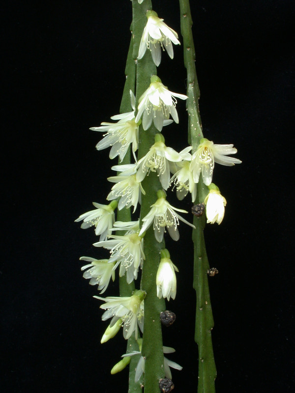 rhipsalis warmingiana06 34