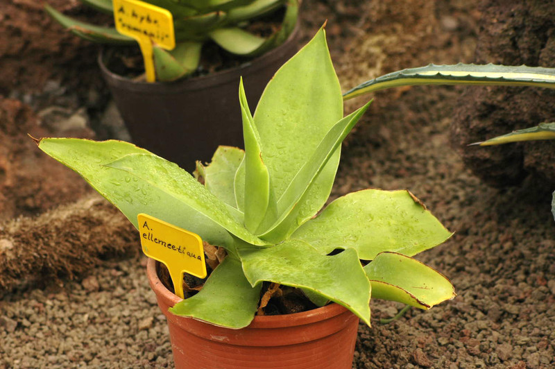 agave ellemeetiana 03