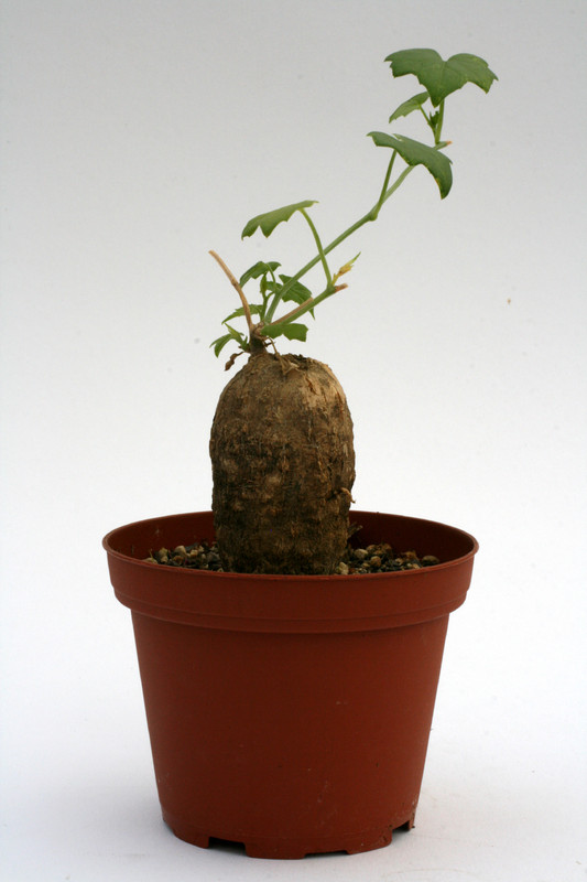 momordica boivinii 0723