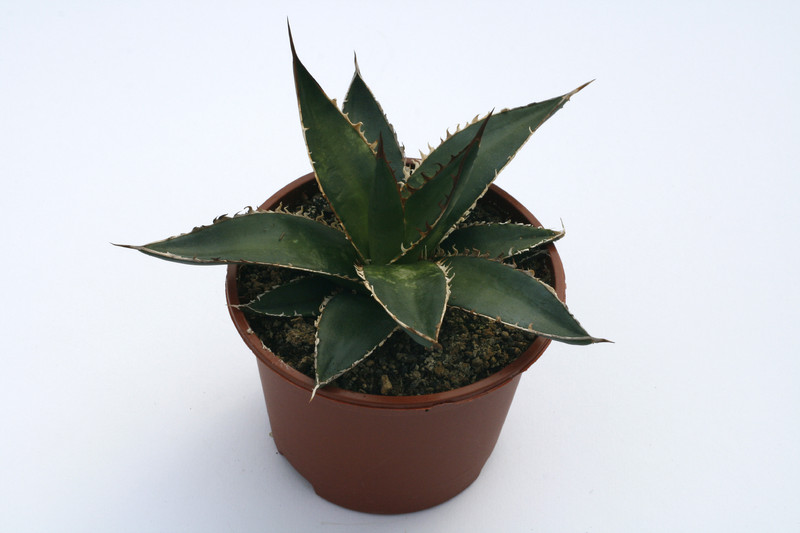 agave kerchovei 7852
