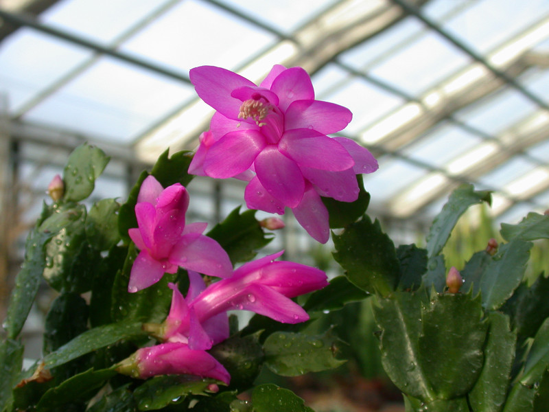 schlumbergera naomi 17