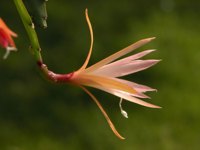 eh felcino fairy 01