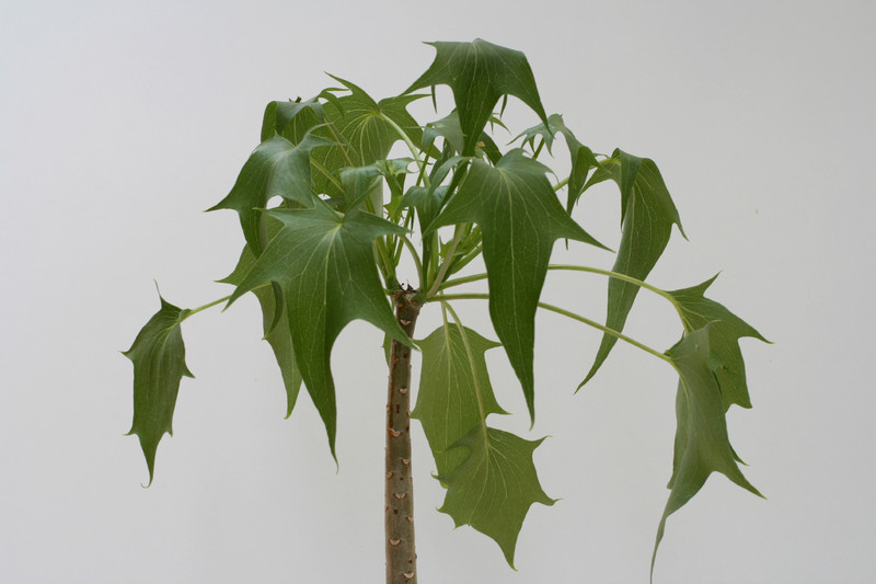 senecia praecox 3525