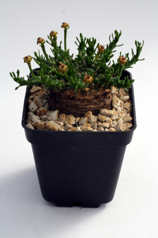 euphorbia gorgonis 0190