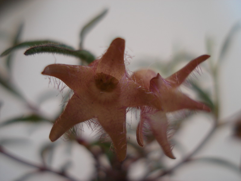 brachystelma meyerianum 149
