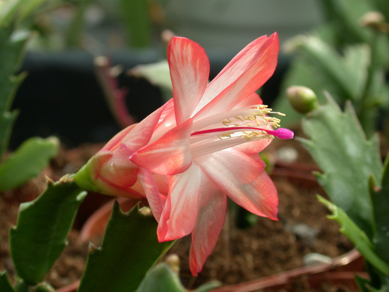 schlumbergera pasadena 11