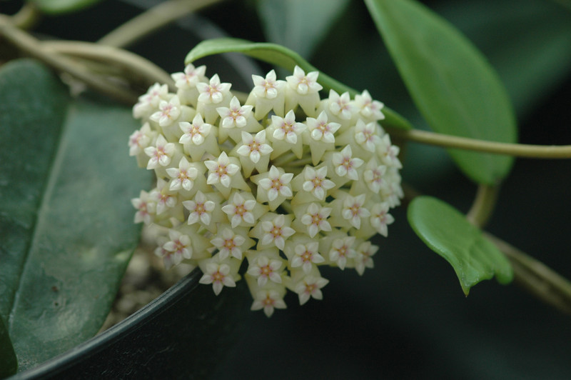 hoya acuta nova 03