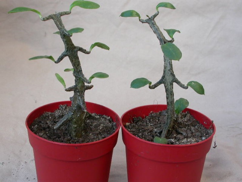 ceropegia petignatii