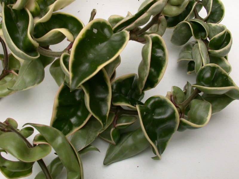 hoya carnosa compacta regalis 3948