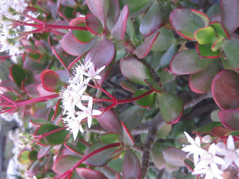 crassula ovata 9824