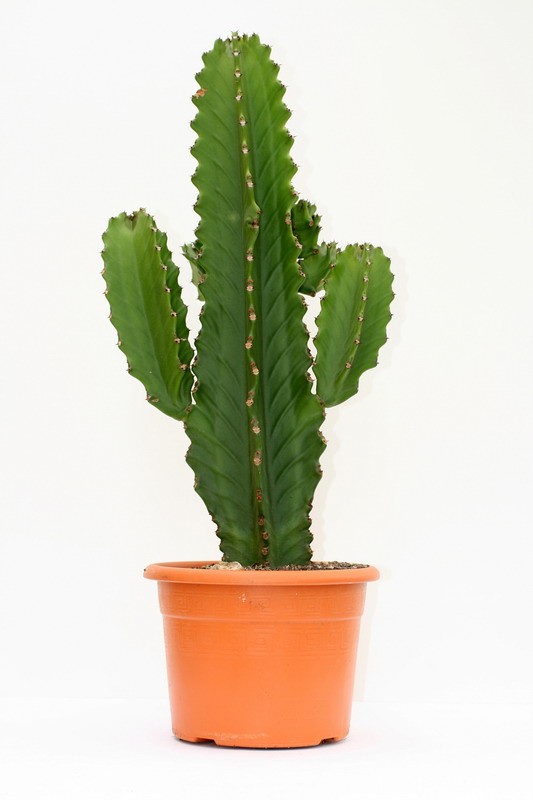 euphorbia ingens 50cm 3476 sm