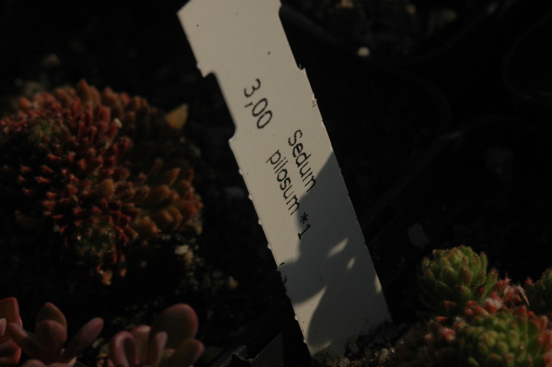 sedum pilosum 1370