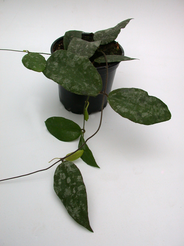 hoya caudata 3961