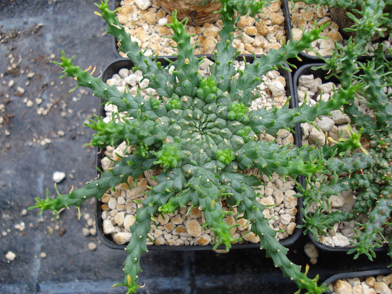 euphorbia gorgonis 1122