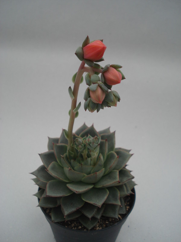 echeveria turgida 8392