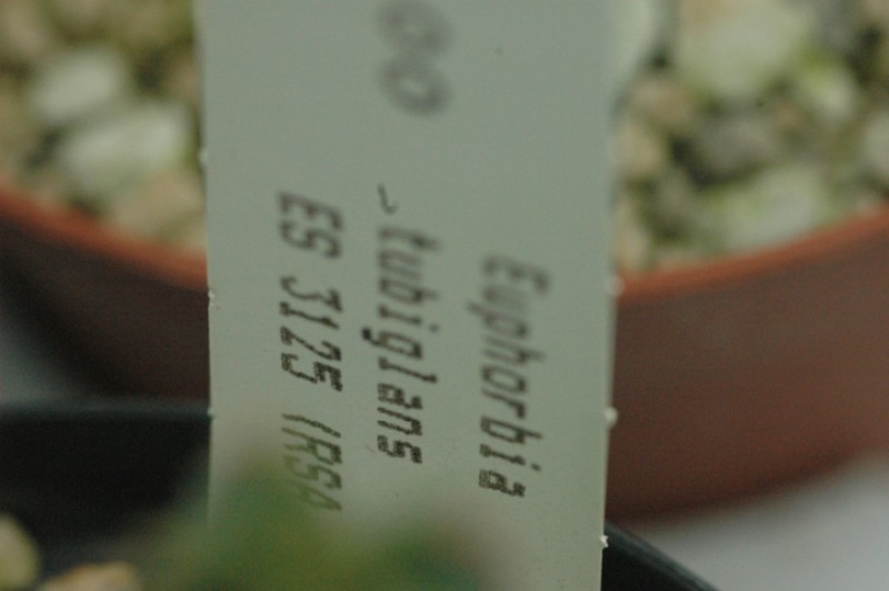 euphorbia tubiglans 02
