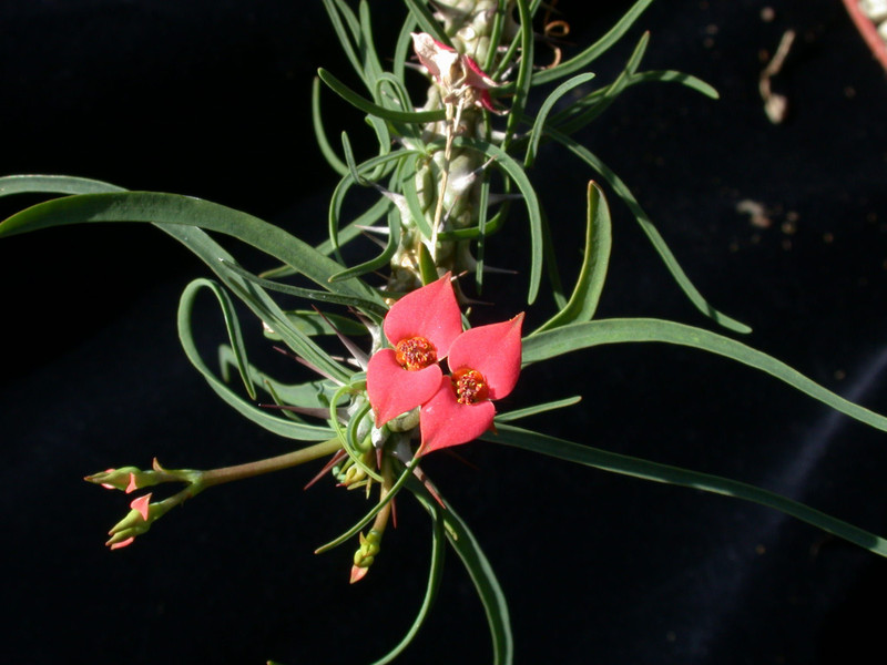 euphorbia gottlebii 03