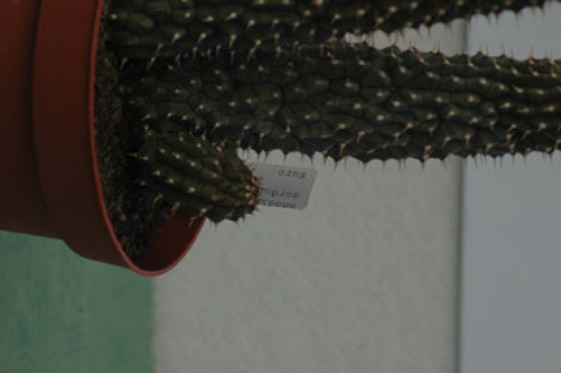 hoodia gordonii 09