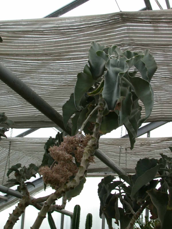 kalanchoe beharensis
