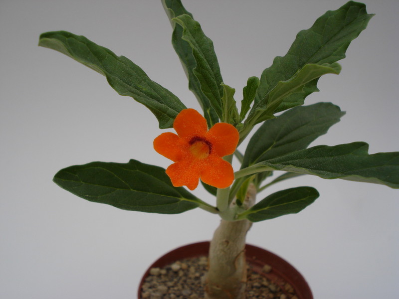 pterodiscus aurantiacus 654