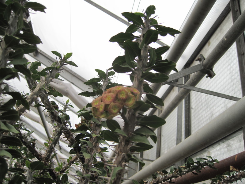 euphorbia bevilaniensis 3911