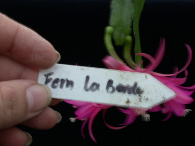 eh fern la borde 6560 11