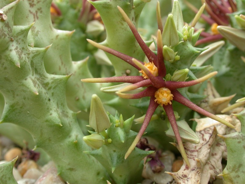 caralluma wissmannii es3475 01