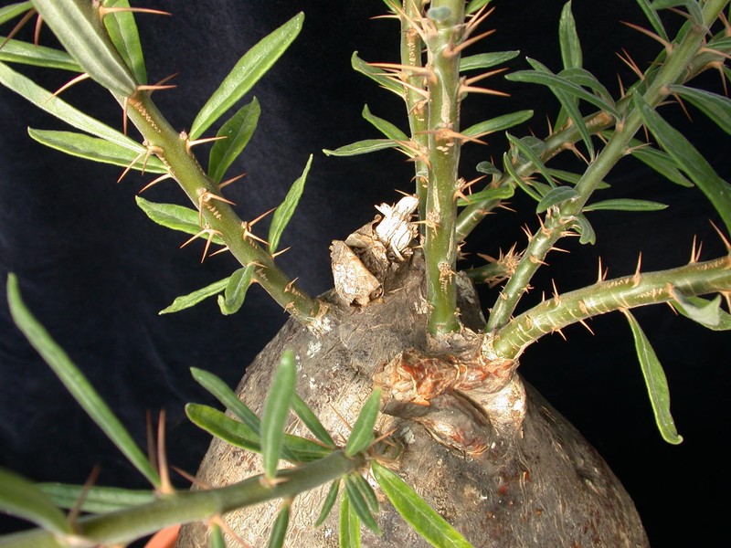 pachypodium succulentum 08