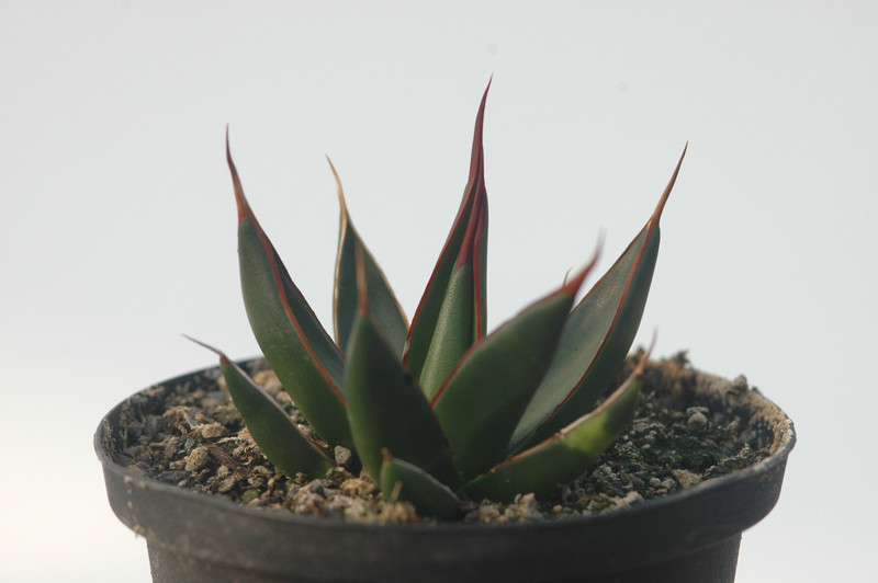 agave pelona cerro aquituni 8504