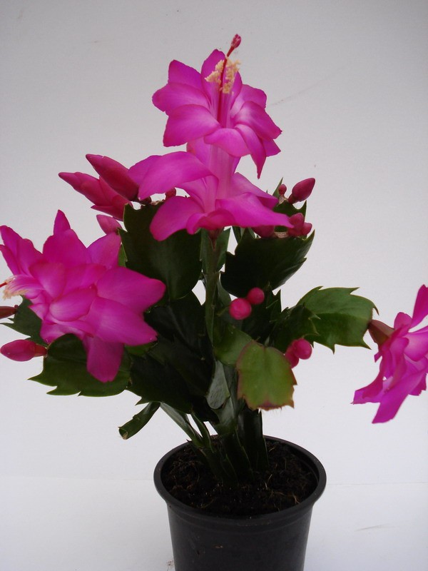 schlumbergera carneval brazil 88