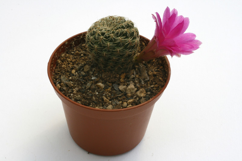 sulcorebutia mizquensis r194 9855