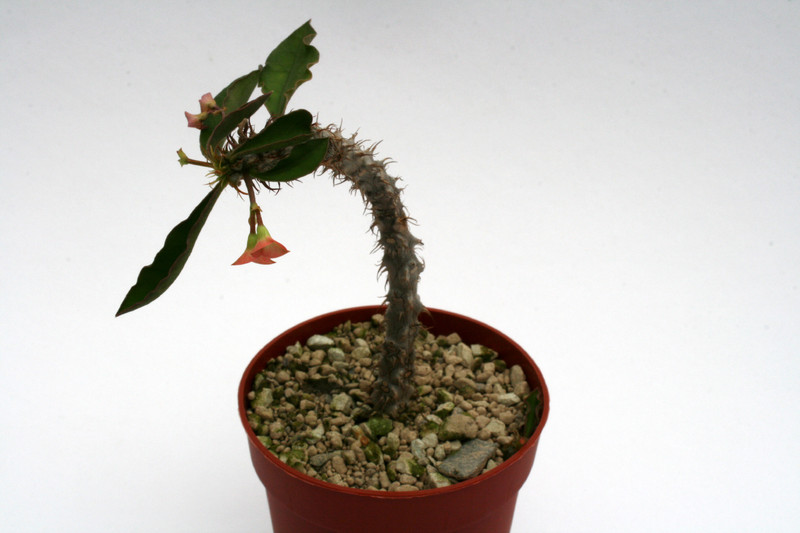euphorbia cv wavy 6944
