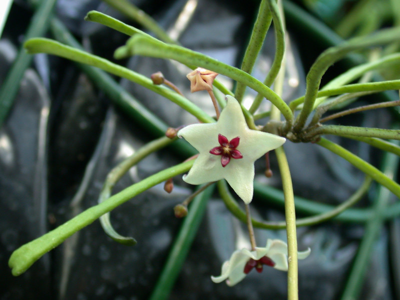 hoya retusa 8209 01