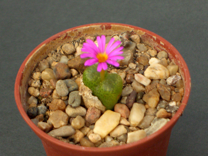 conophytum pellucidum aupreatum 1646.jpg