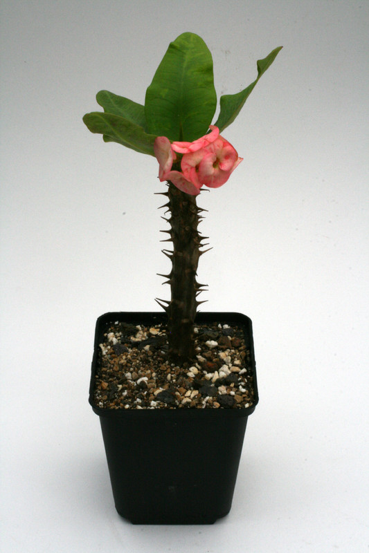 euphorbia milii thai hybride duang maroernon 8695