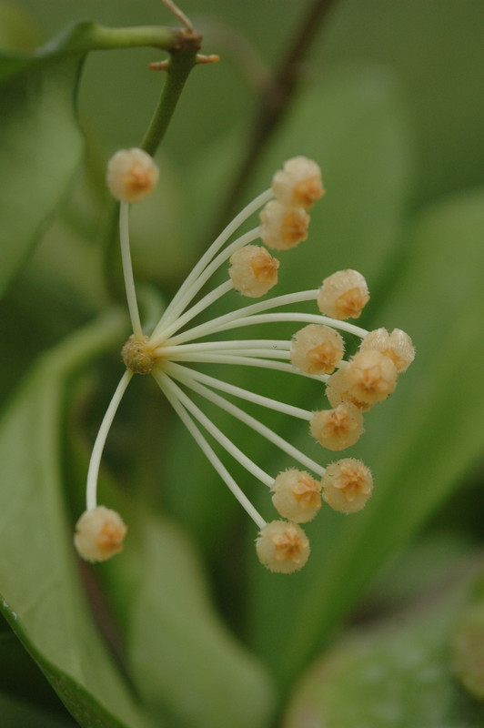 hoya obscura