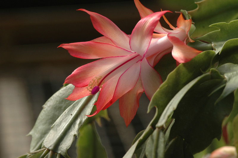 schlumbergera coral cascade 8210