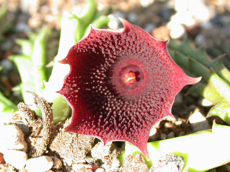 huernia keniensis kleinbl zacher 07