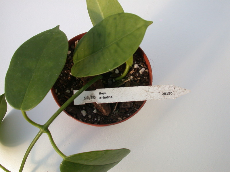 hoya ariadna 1390