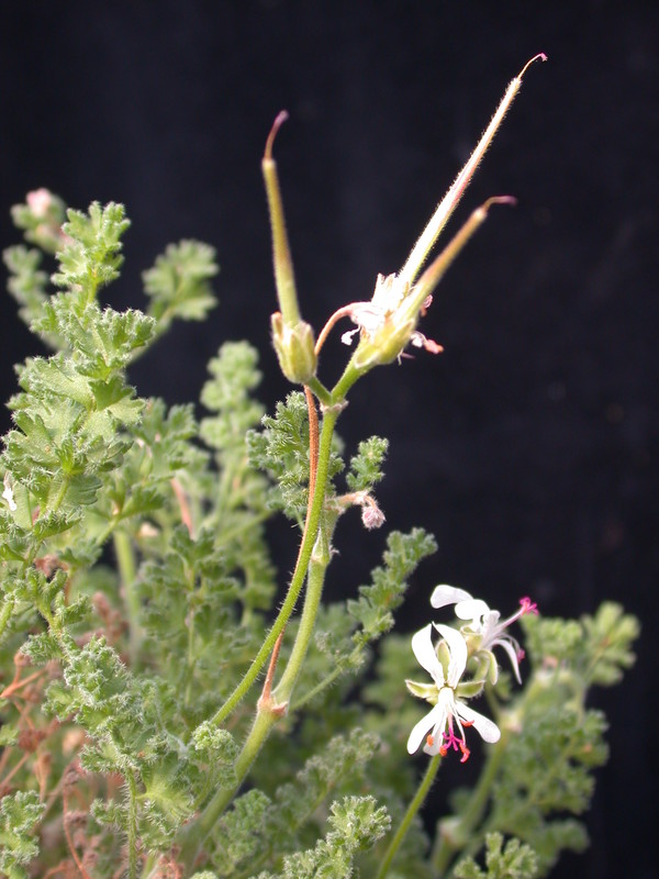 pelargonium alternans 984