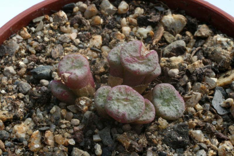 conophytum auriflorum turbiniforme 2884